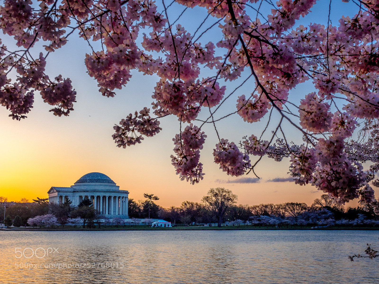 Olympus OM-D E-M1 sample photo. Cherry blossoms and jefferson photography