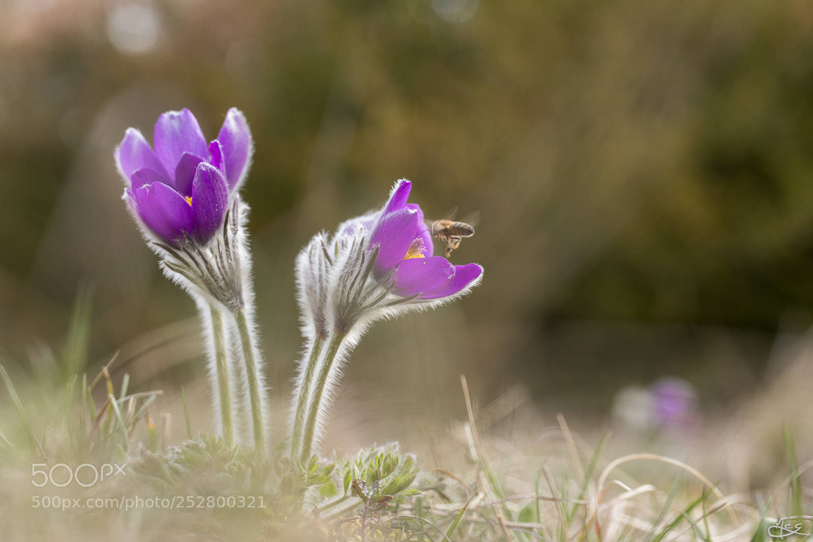 Canon EOS 6D Mark II sample photo. Ca butine photography
