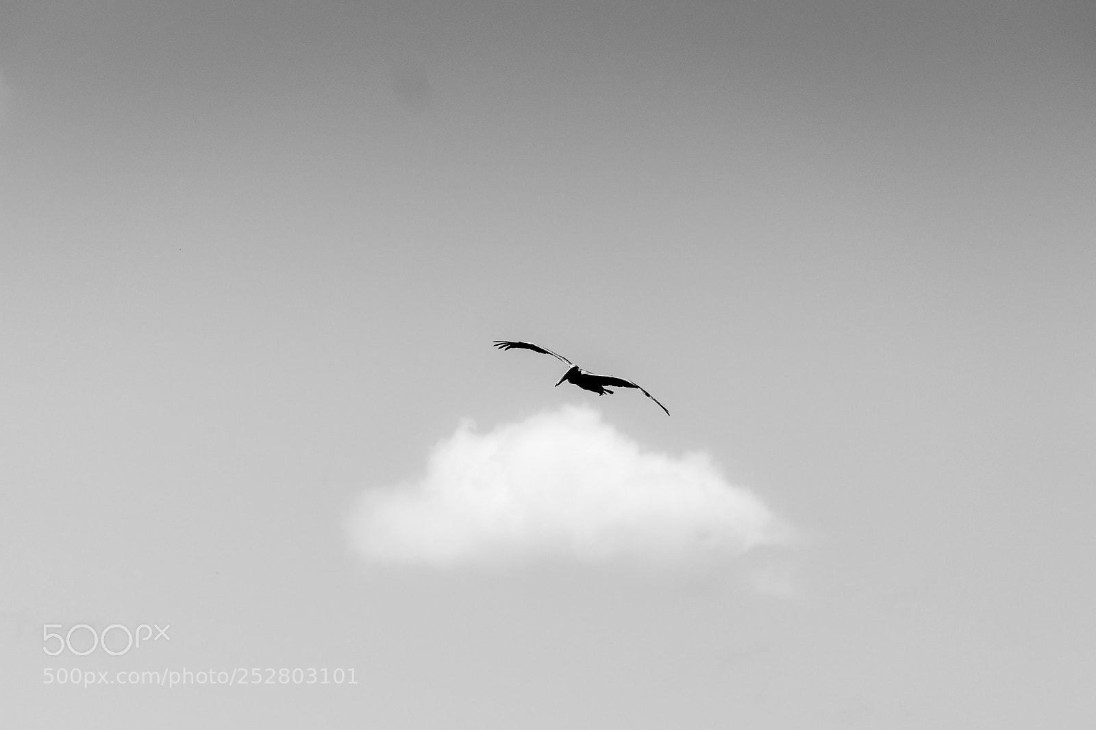 Nikon D5300 sample photo. Cloud and bird photography