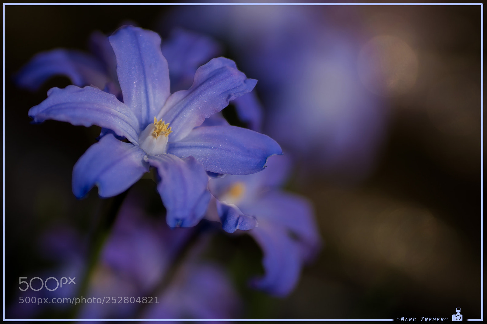 Sony ILCA-77M2 sample photo. Flowering  mine heart photography