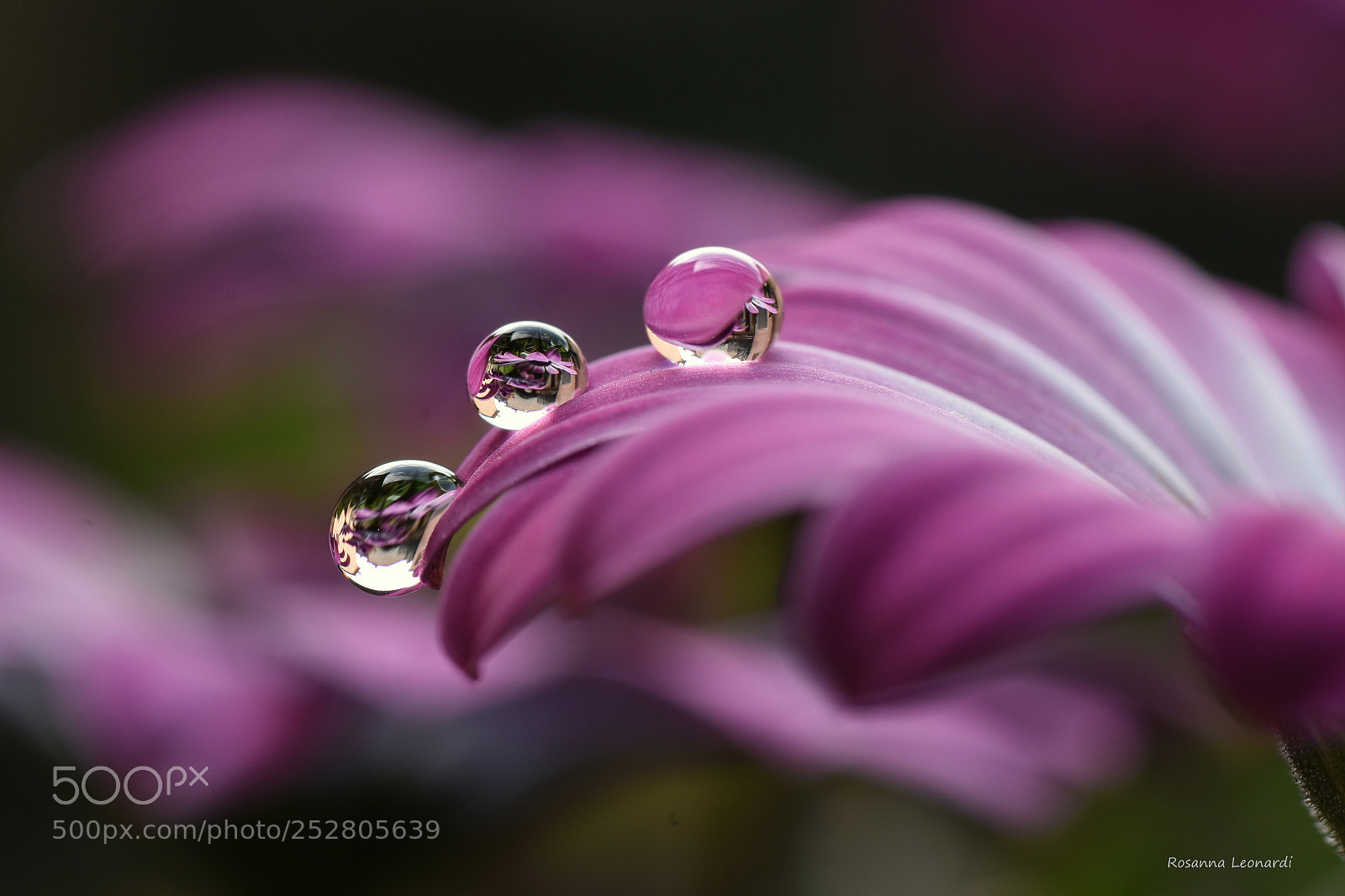 Nikon D7200 sample photo. Drops... photography