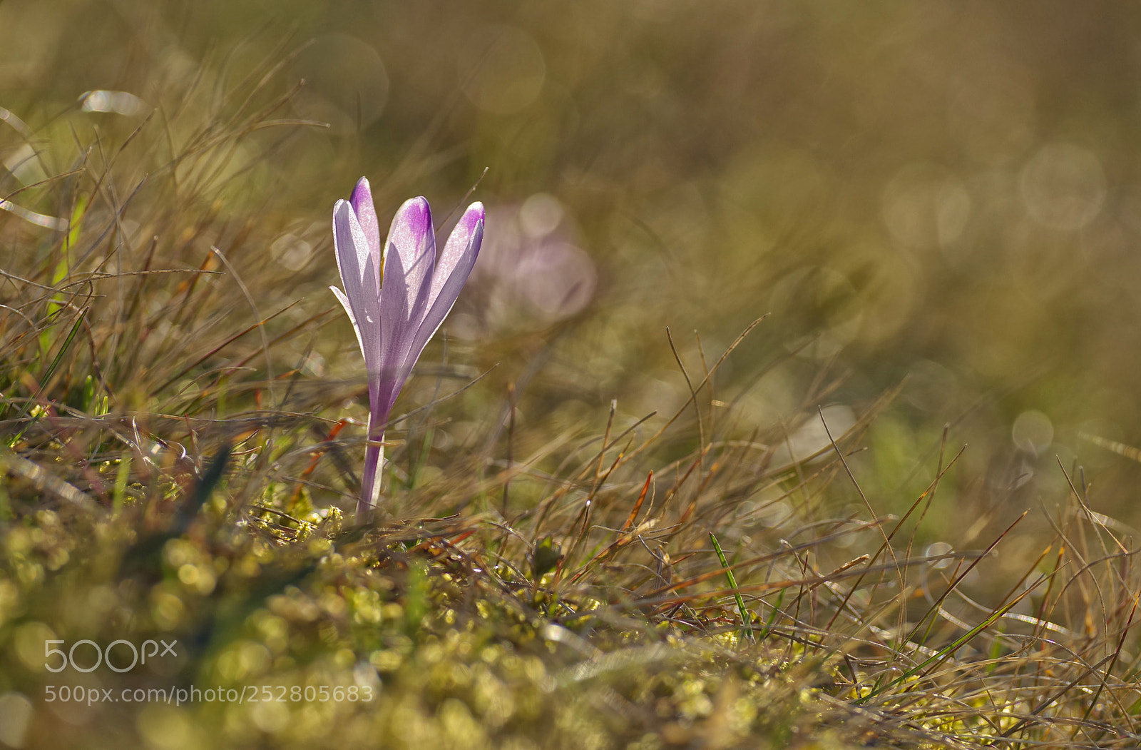 Pentax K-1 sample photo. Zafran photography