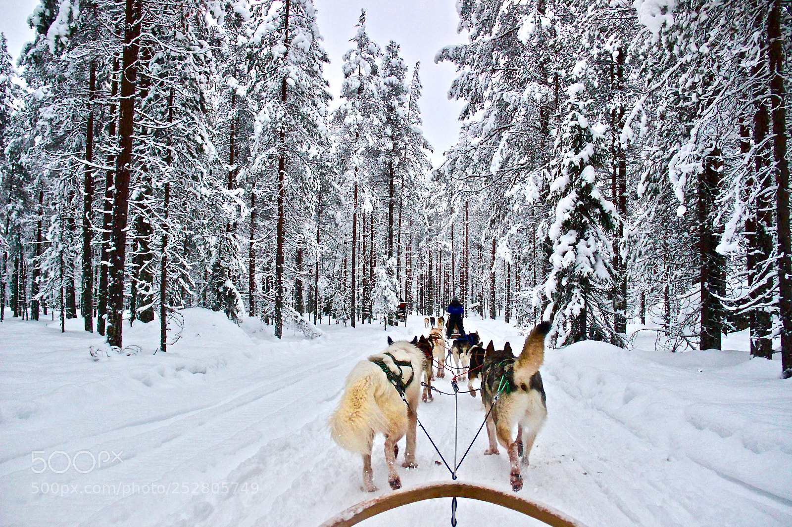 Canon EOS 600D (Rebel EOS T3i / EOS Kiss X5) sample photo. Husky safaris by arctic photography