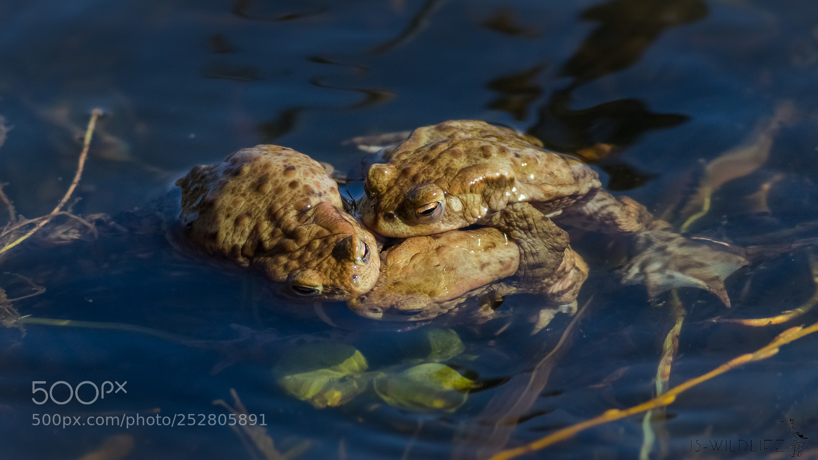 Canon EOS 80D sample photo. Multiple amplexus photography