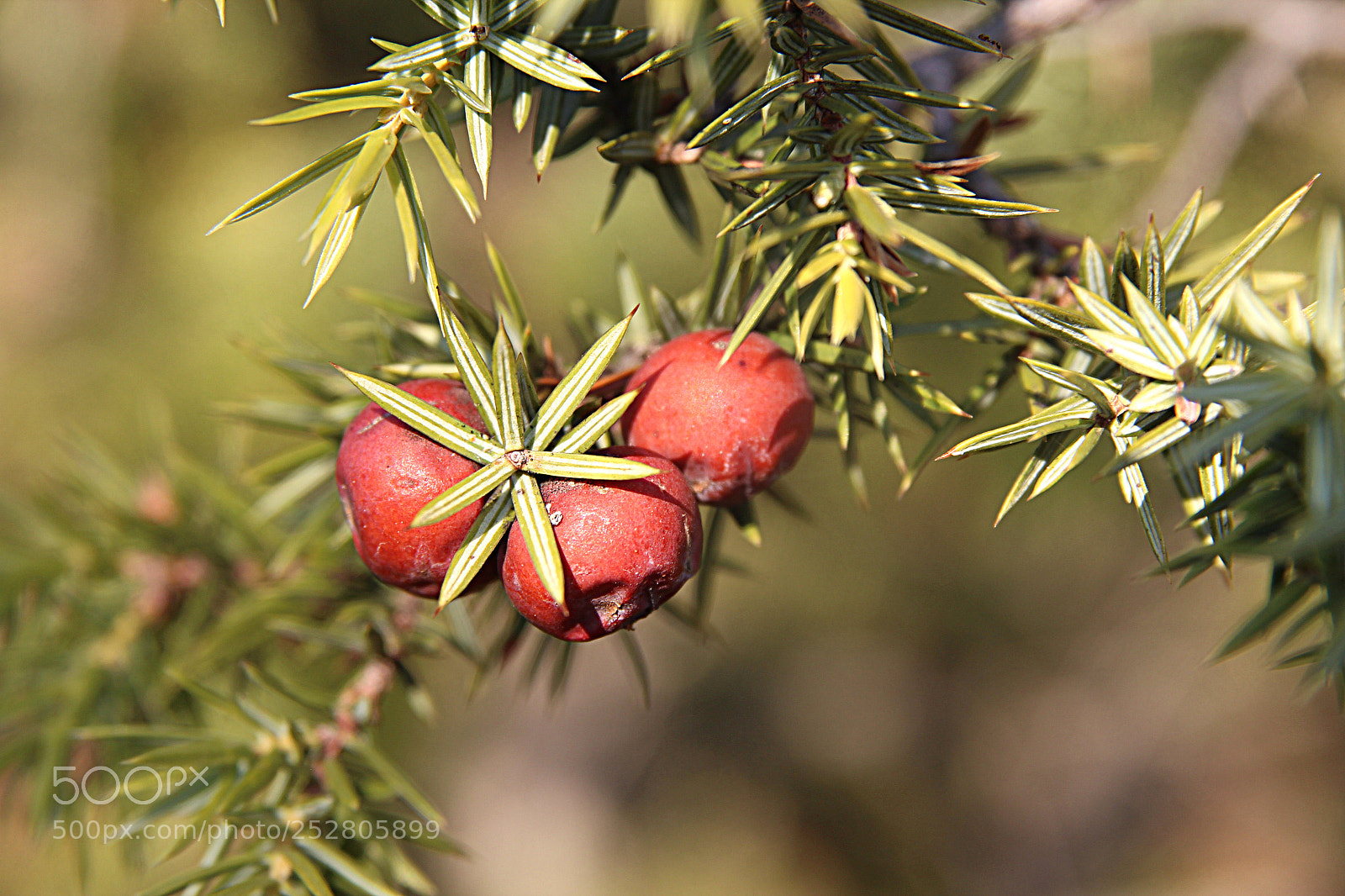 Canon EOS 600D (Rebel EOS T3i / EOS Kiss X5) sample photo. Juniper photography