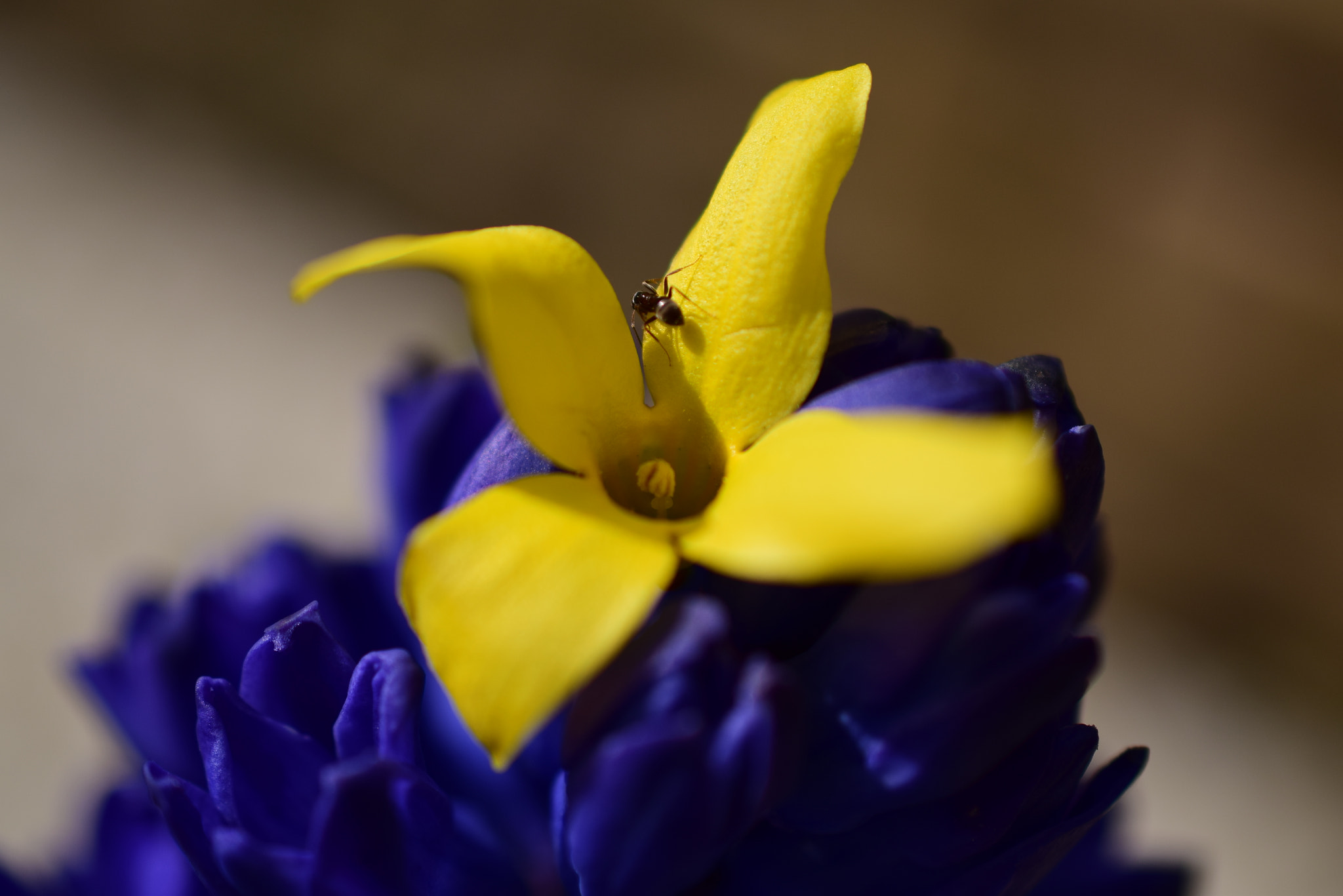 Nikon D5300 + Nikon AF-S DX Micro Nikkor 40mm F2.8 sample photo. Flower with ant / spring 2018 photography