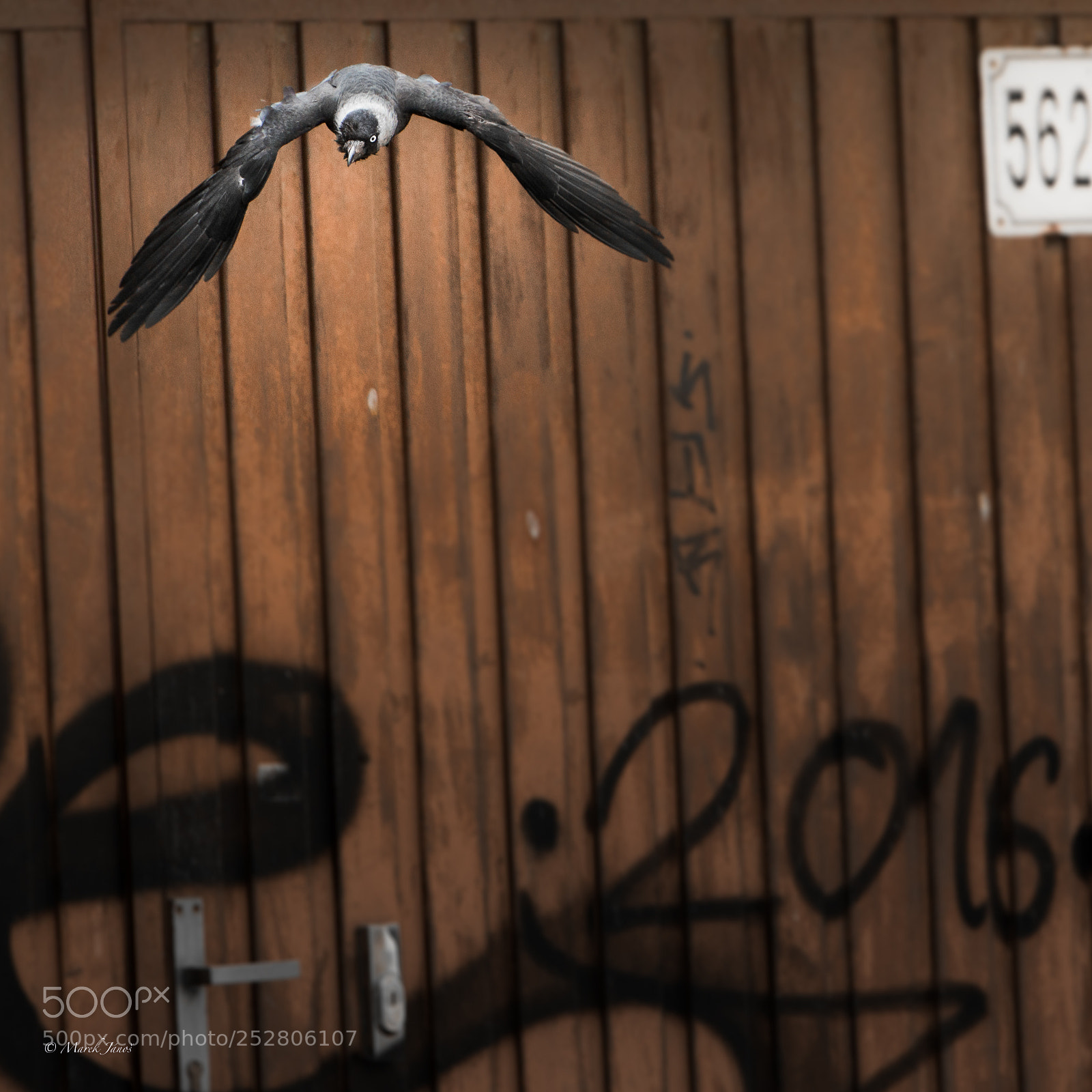 Nikon D800 sample photo. Urban wilderness photography