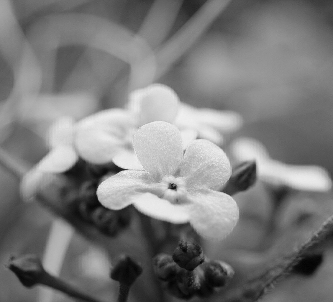 Sony Alpha QX1 sample photo. White flower photography