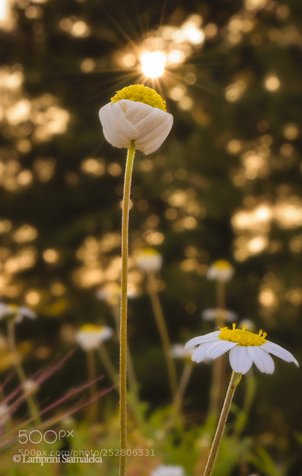 Nikon D3300 sample photo. -shy- photography