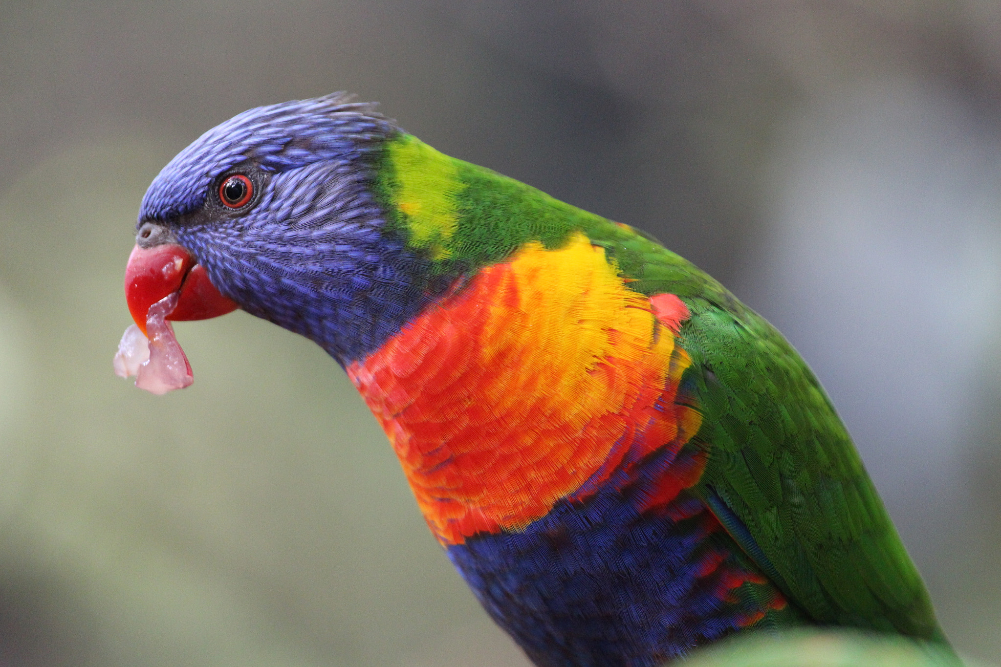 Canon EOS 650D (EOS Rebel T4i / EOS Kiss X6i) sample photo. Birds in loropark, teneriffa photography