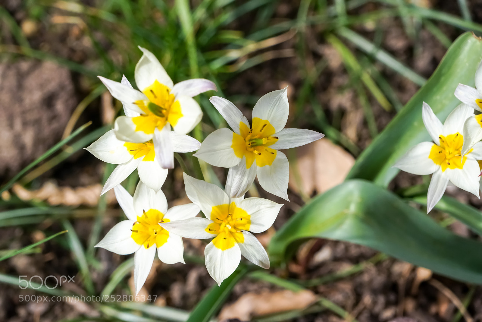 Sony a7R sample photo. Gartenblumen photography