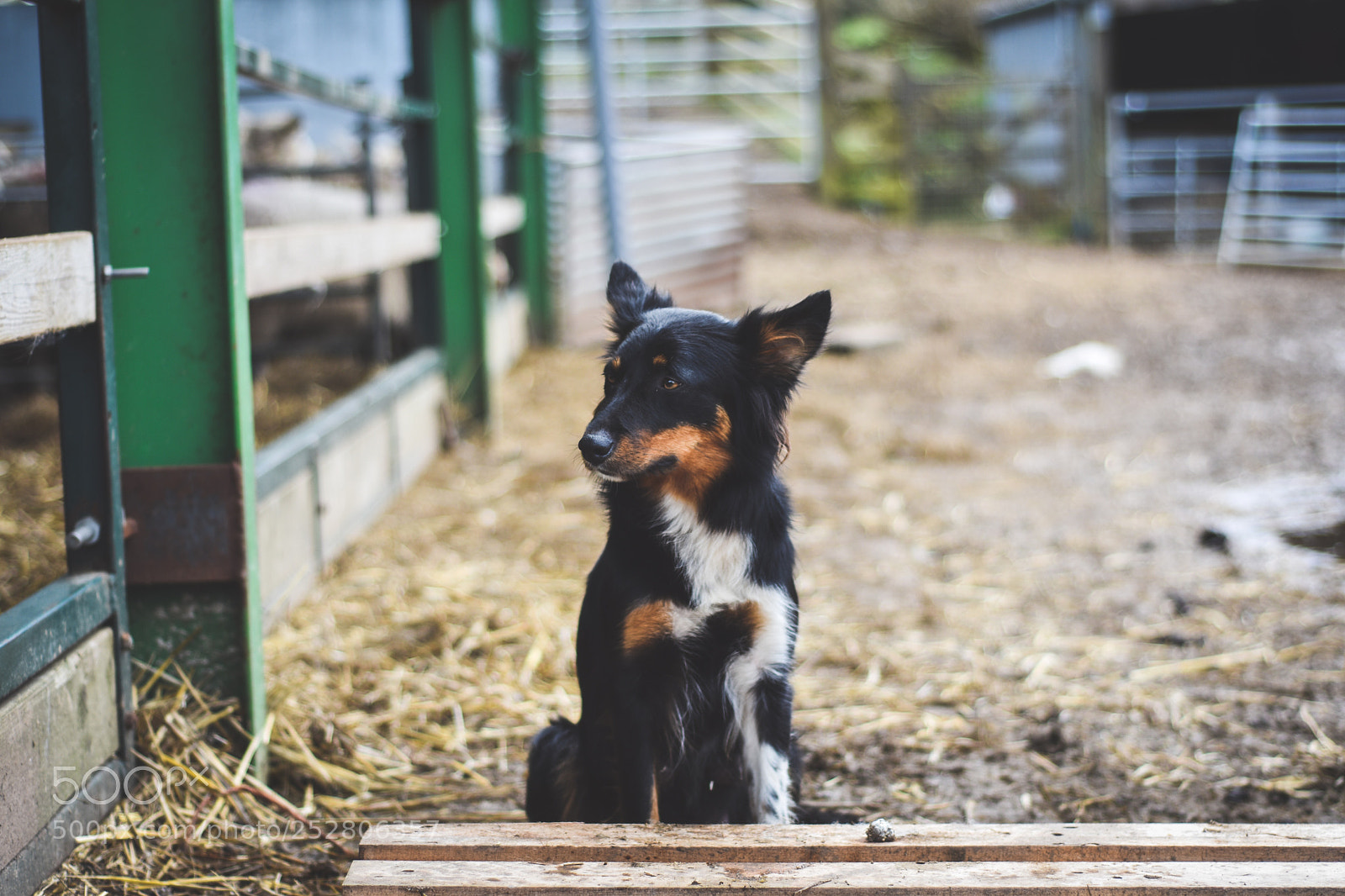 Nikon D5600 sample photo. Midget the sheepdog photography