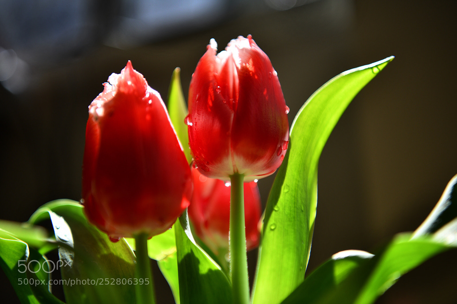 Nikon D850 sample photo. The tulips are blooming photography