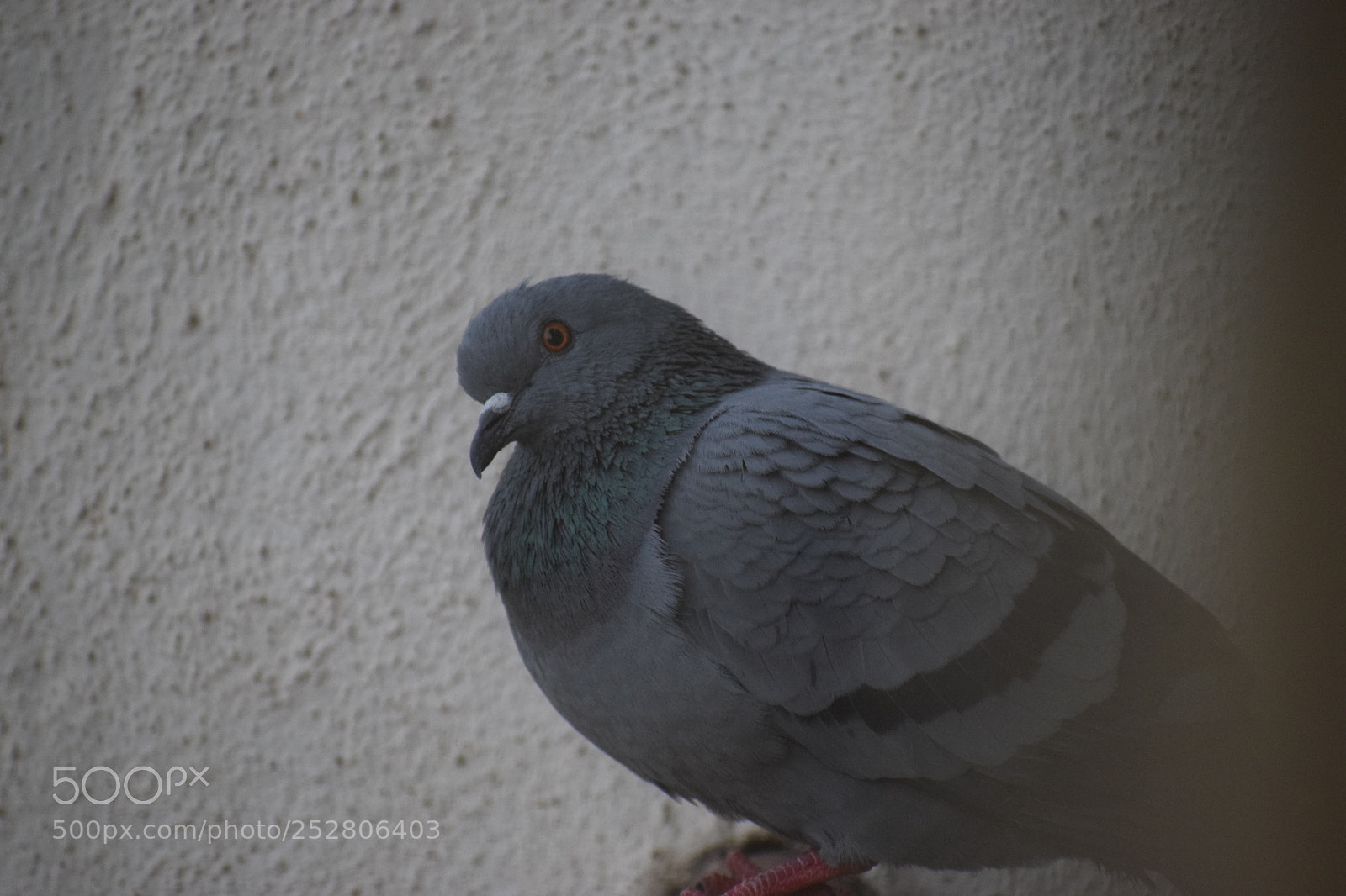 Nikon D5300 sample photo. Ameyzing photography