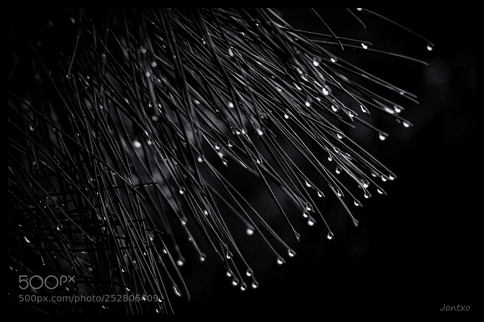 Nikon D500 sample photo. Rainning photography