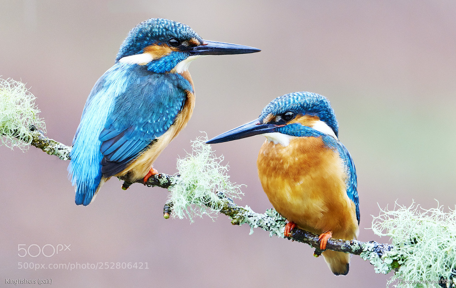 Sony a7R III sample photo. Kingfishers (pair) photography