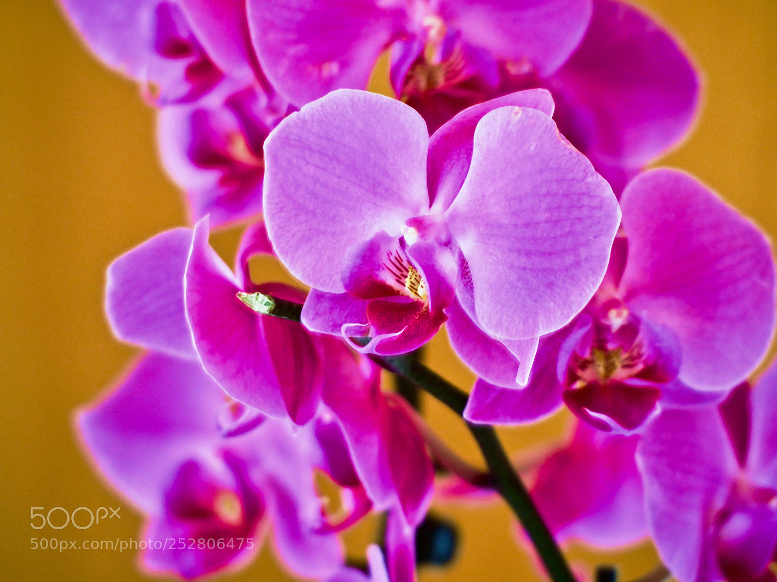 Olympus OM-D E-M1 Mark II sample photo. The color fuschia photography