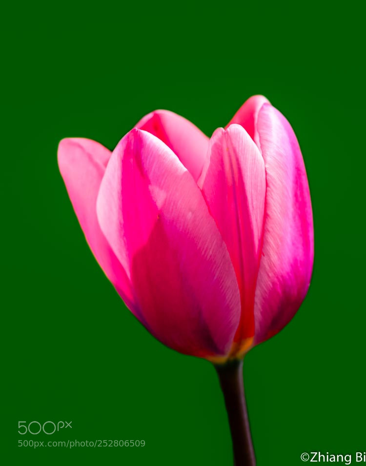 Nikon D610 sample photo. Tulip photography