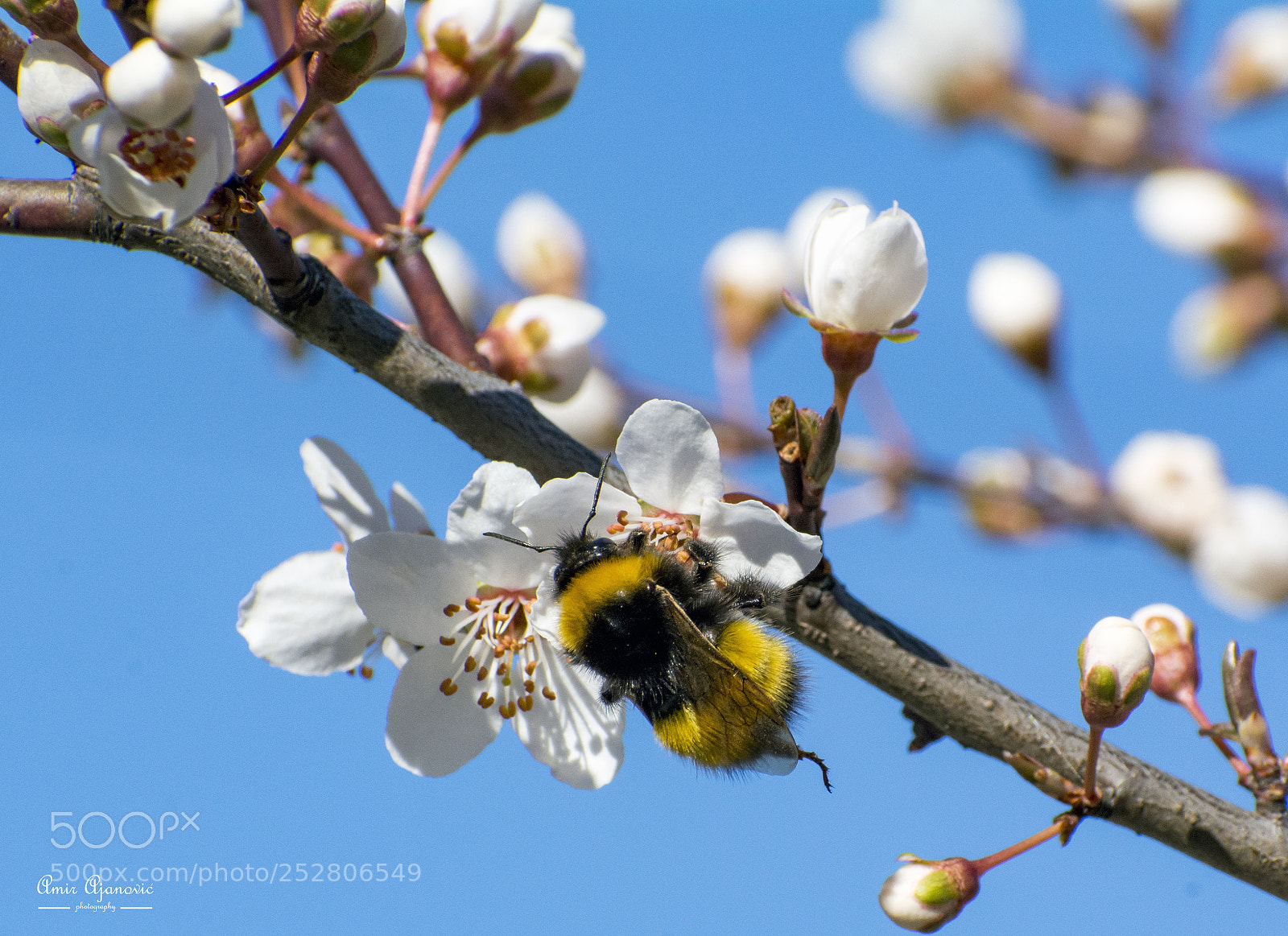 Nikon D7100 sample photo. Bee photography