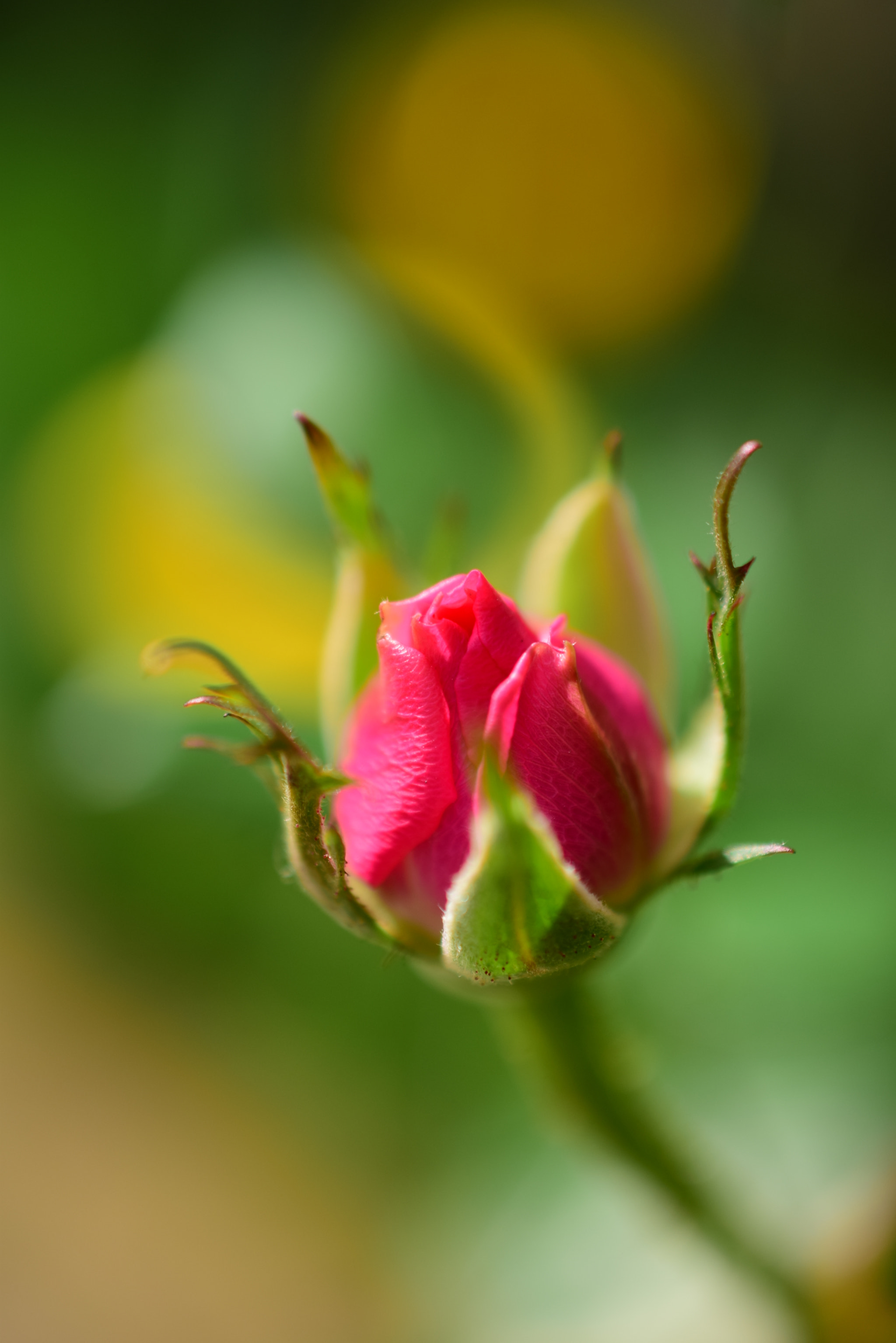 Nikon D5300 + Nikon AF-S DX Micro Nikkor 40mm F2.8 sample photo. Little rose / spring 2018 photography