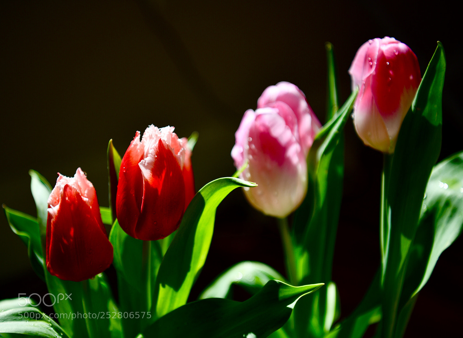 Nikon D850 sample photo. The tulips are blooming photography