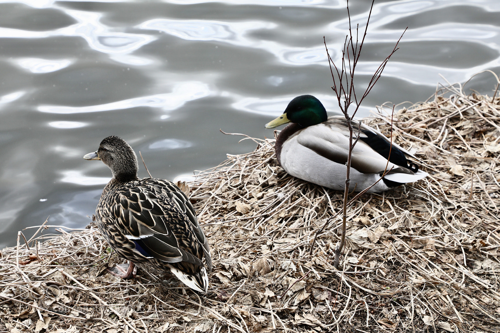 Canon EOS 5D Mark IV sample photo. Iceland mandarin duck photography