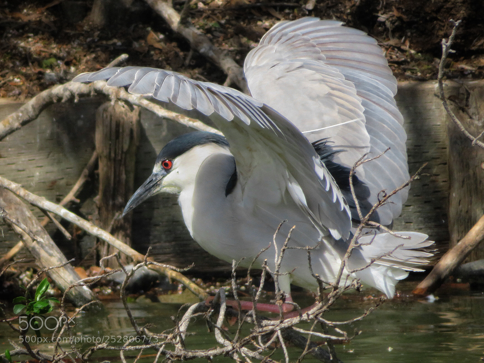 Canon PowerShot SX720 HS sample photo. Wings up photography