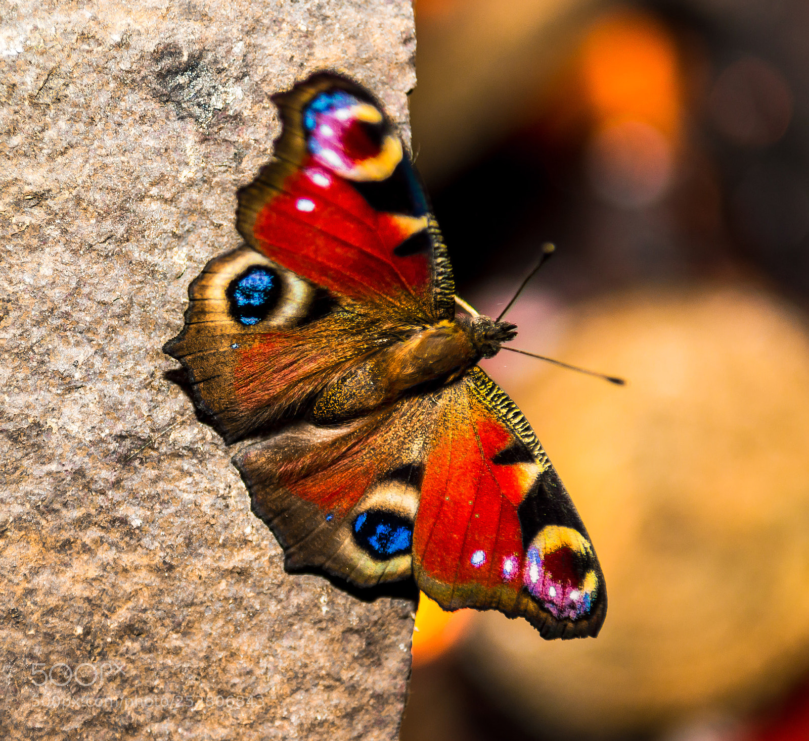 Nikon D3200 sample photo. Butterfly photography