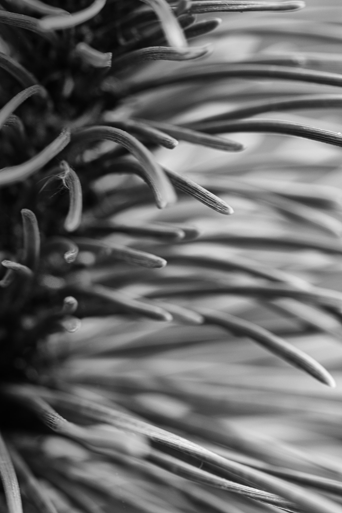 Canon EF 100mm F2.8 Macro USM sample photo. Worms photography