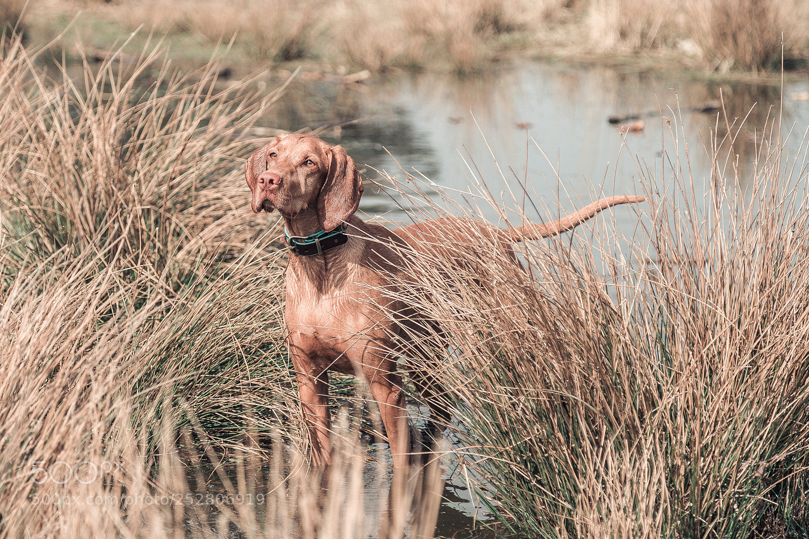Canon EOS 5D sample photo. Must love dogs senna photography