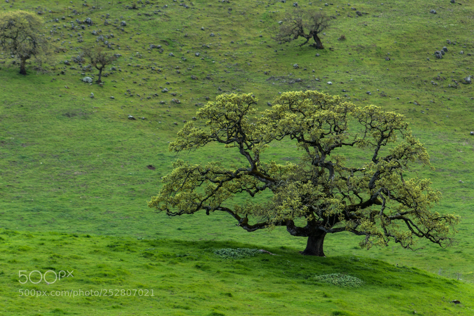Canon EOS 1200D (EOS Rebel T5 / EOS Kiss X70 / EOS Hi) sample photo. Crane creek oak -jand- photography