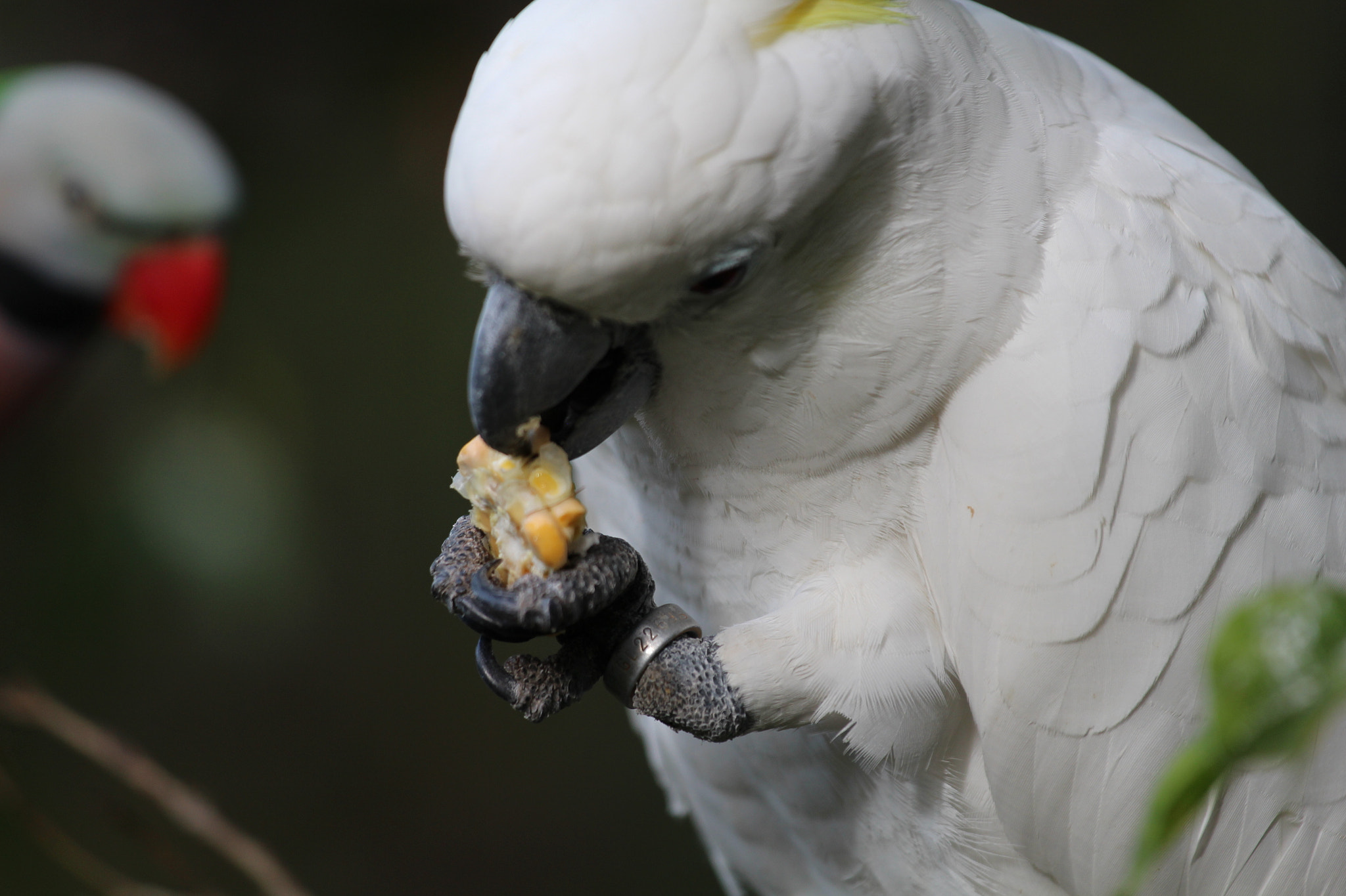 Canon EOS 650D (EOS Rebel T4i / EOS Kiss X6i) sample photo. Birds in loropark, teneriffa photography