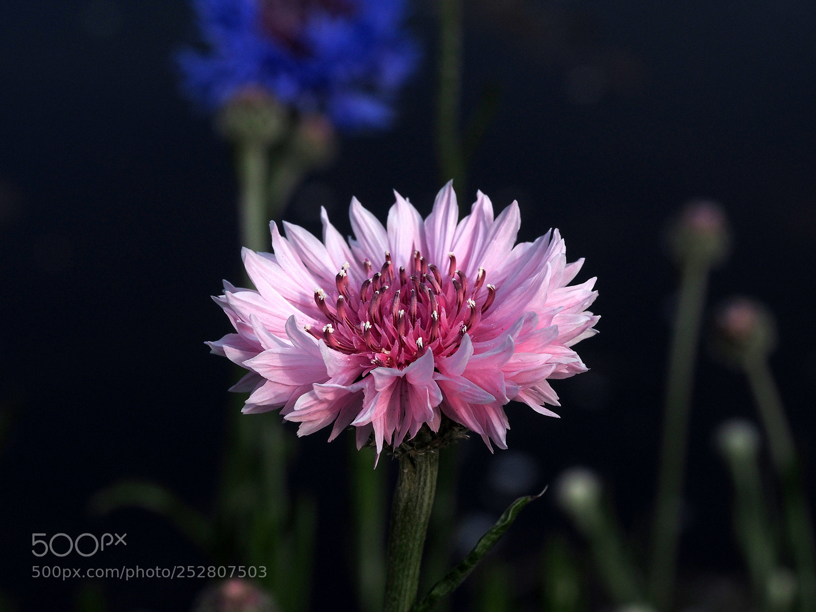 Olympus OM-D E-M1 sample photo. Cornflower photography