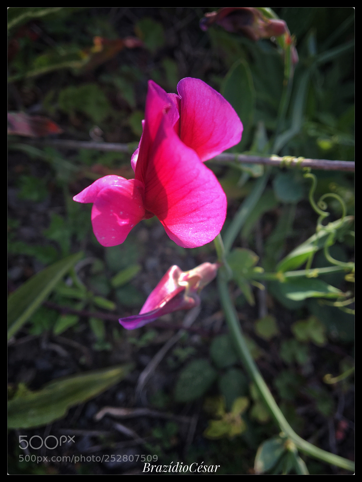 Apple iPhone 6s sample photo. Untitled photography
