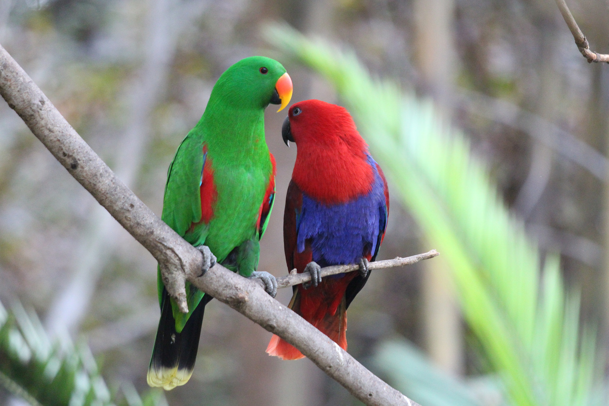 Canon EOS 650D (EOS Rebel T4i / EOS Kiss X6i) sample photo. Birds in loropark, teneriffa photography