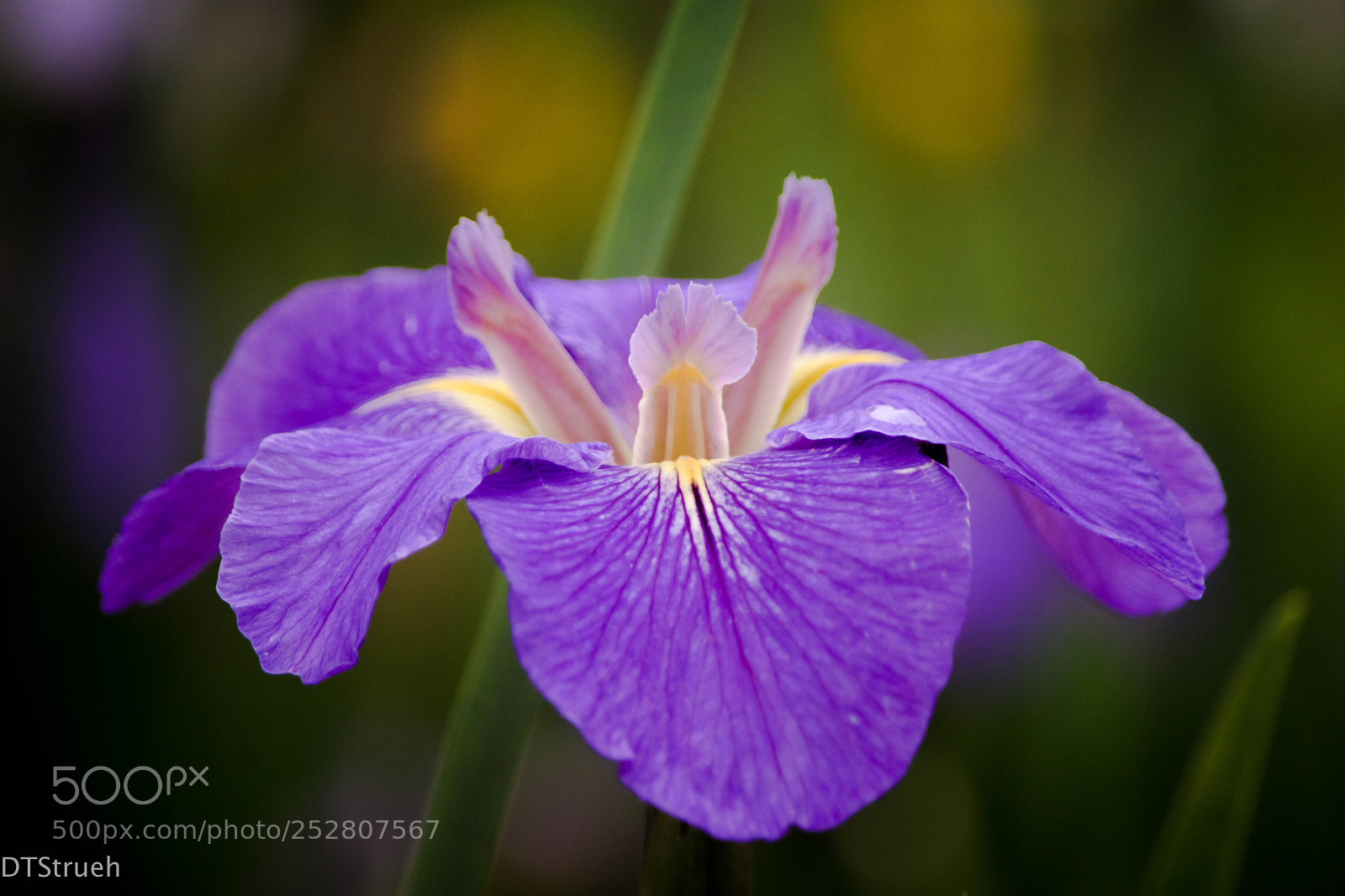 Nikon D7200 sample photo. Flowers on a cloudy photography
