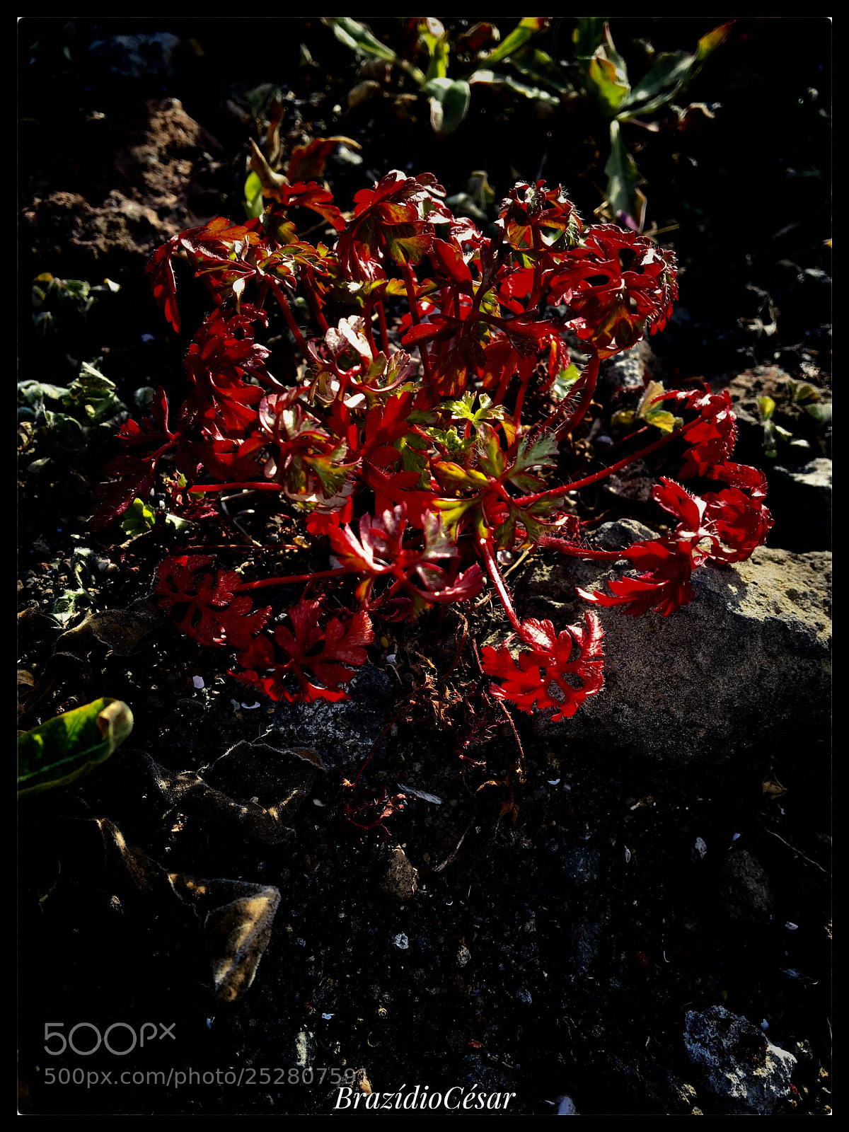 Apple iPhone 6s sample photo. Untitled photography