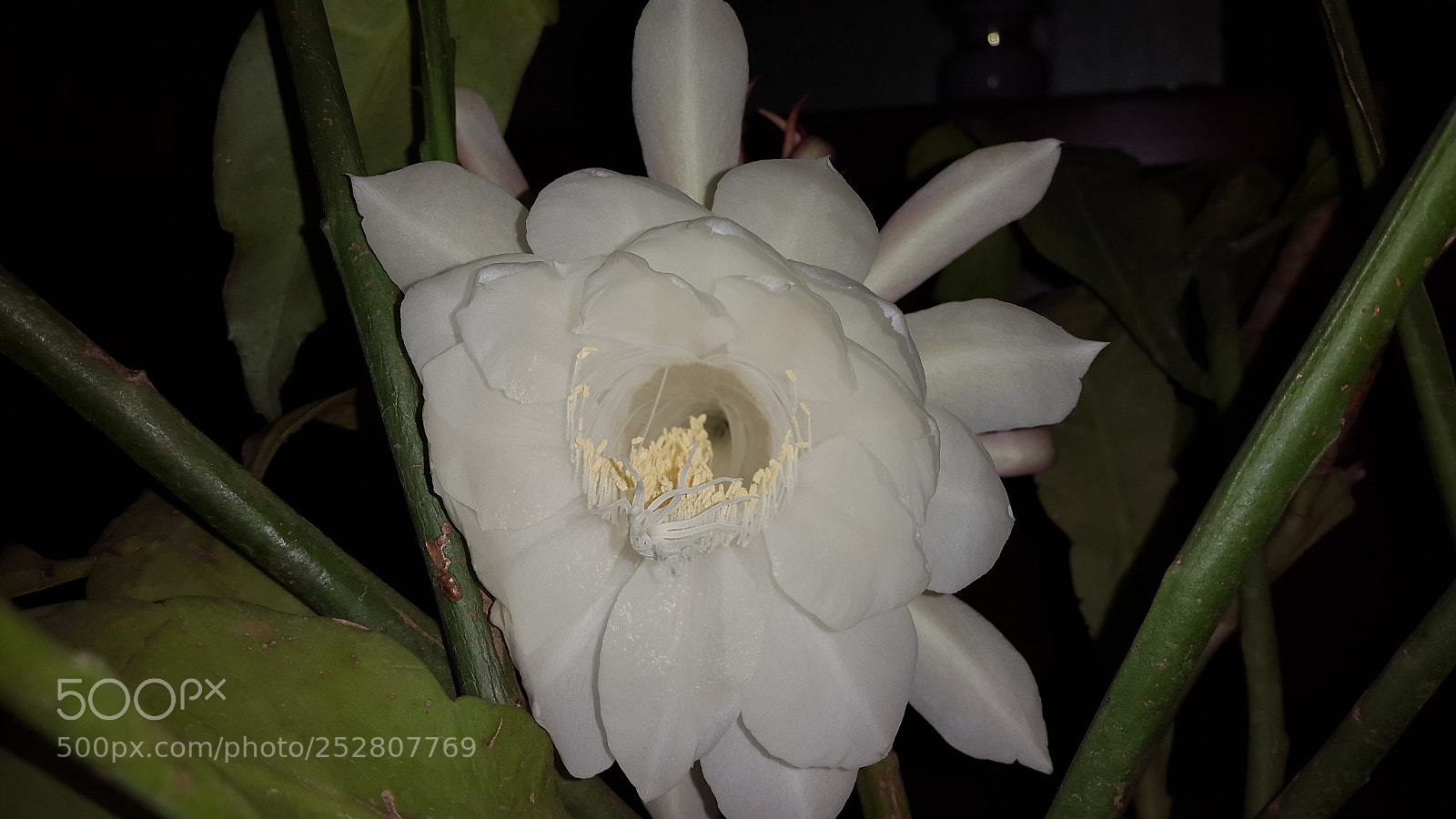 Samsung Galaxy S5 sample photo. Lotus photography
