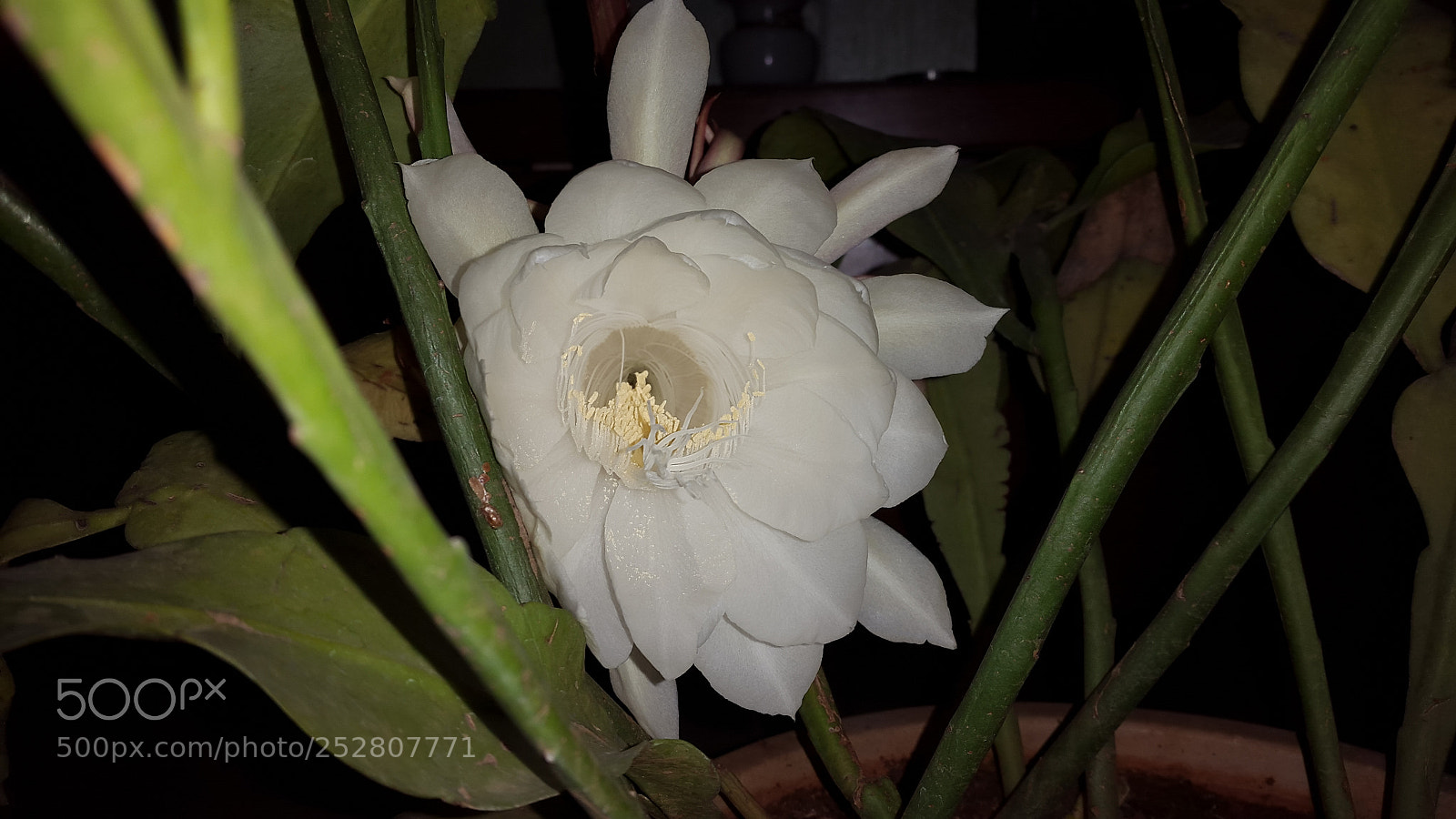 Samsung Galaxy S5 sample photo. Lotus photography