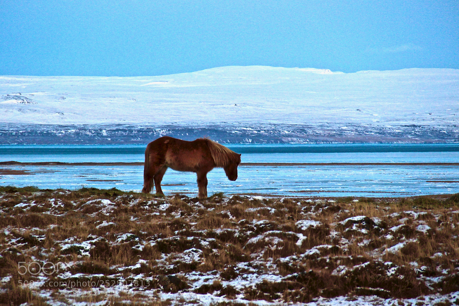 Canon EOS 600D (Rebel EOS T3i / EOS Kiss X5) sample photo. Icelandic horse photography