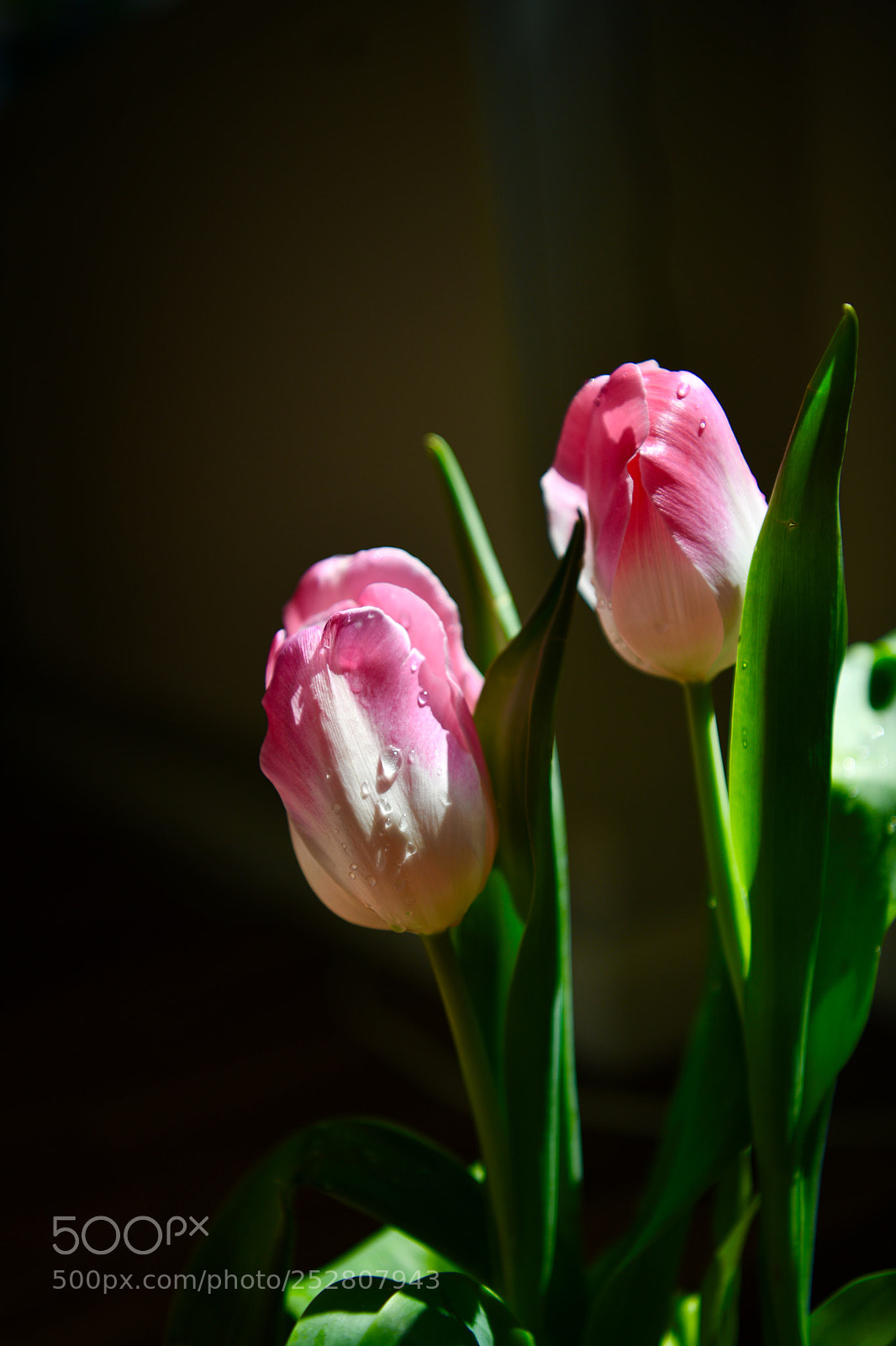 Nikon D850 sample photo. The tulips are blooming photography