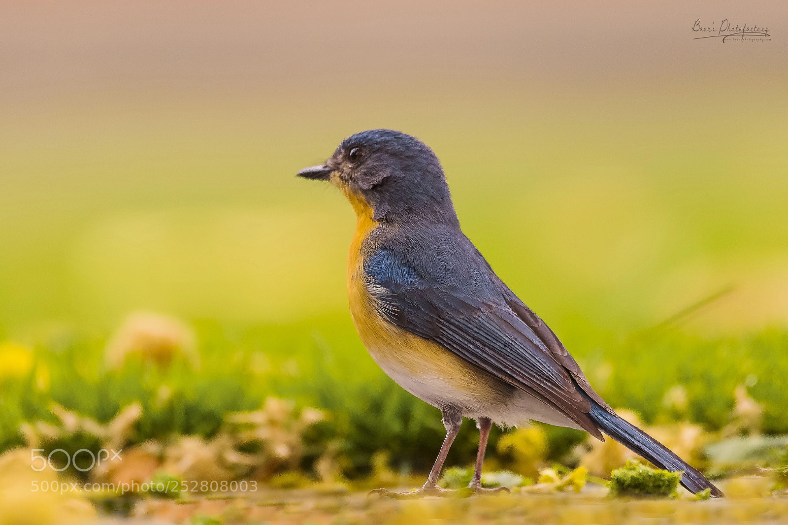 Nikon D810 sample photo. Tickell's blue flycatcher photography