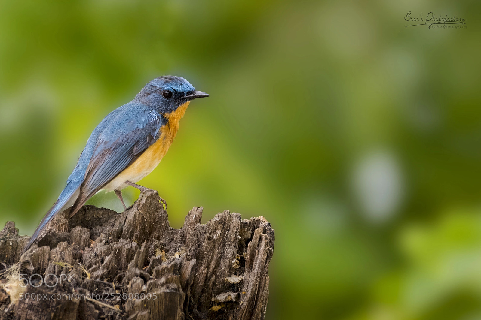 Nikon D810 sample photo. Tickell's blue flycatcher photography