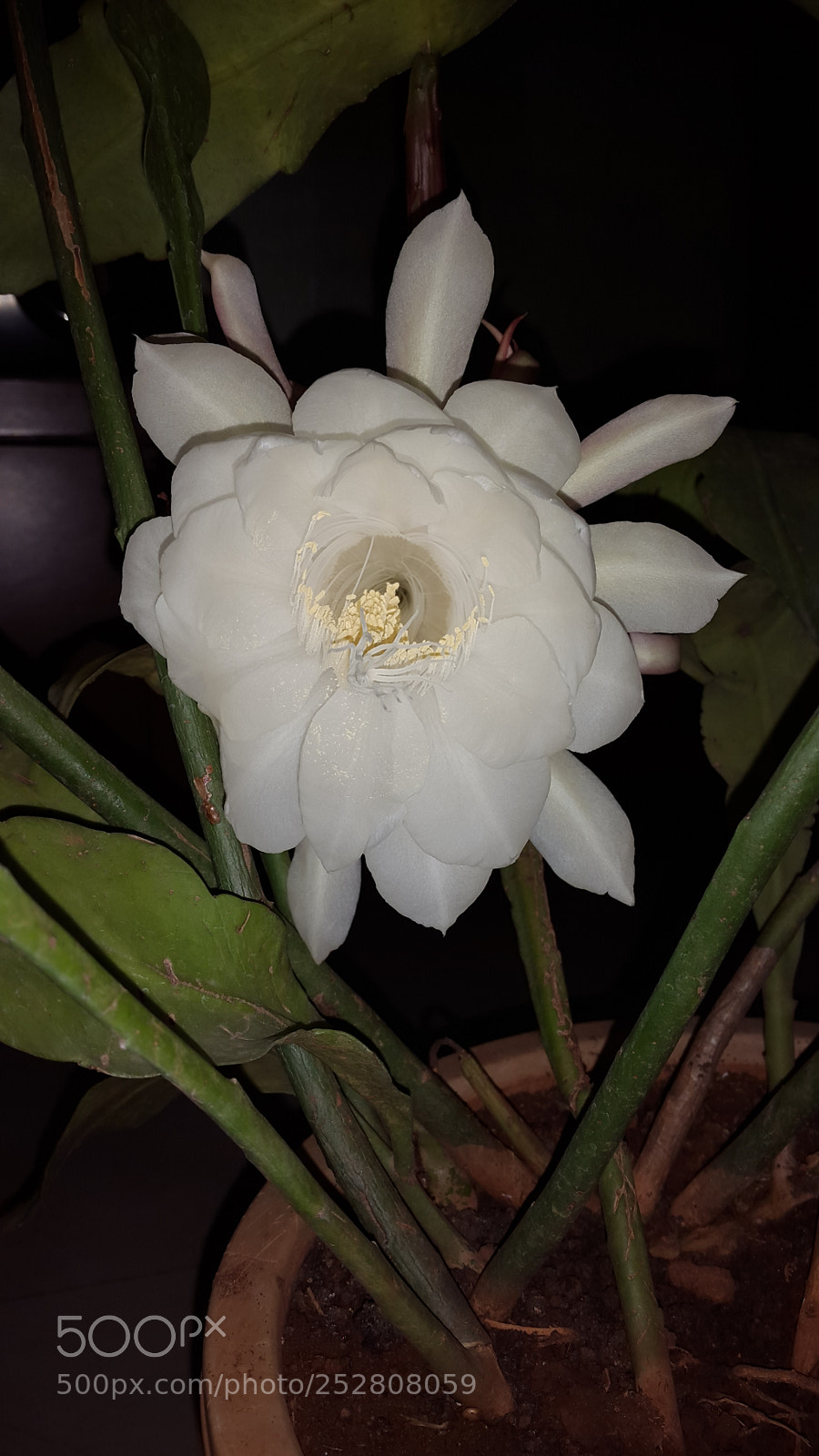 Samsung Galaxy S5 sample photo. Lotus photography