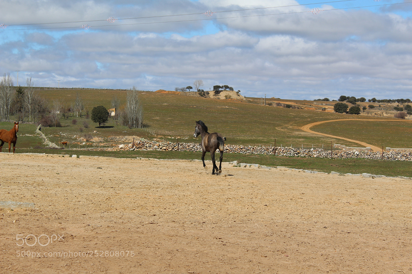 Canon EOS 1300D (EOS Rebel T6 / EOS Kiss X80) sample photo. Caballo al galope photography