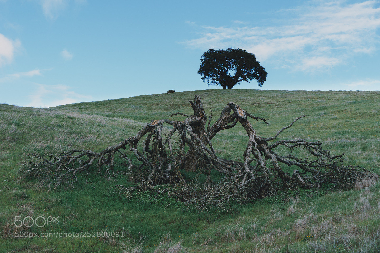 Sony a6000 sample photo. Tree photography
