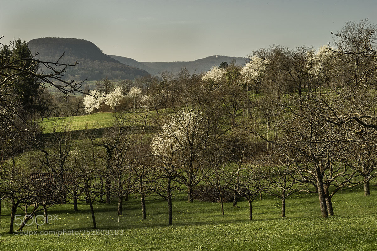 Olympus OM-D E-M1 sample photo. Eningen 080418-006 photography