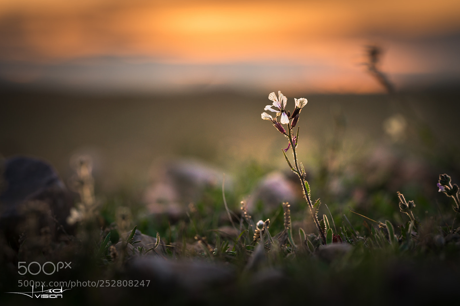 Sony a7R II sample photo. ?????? photography