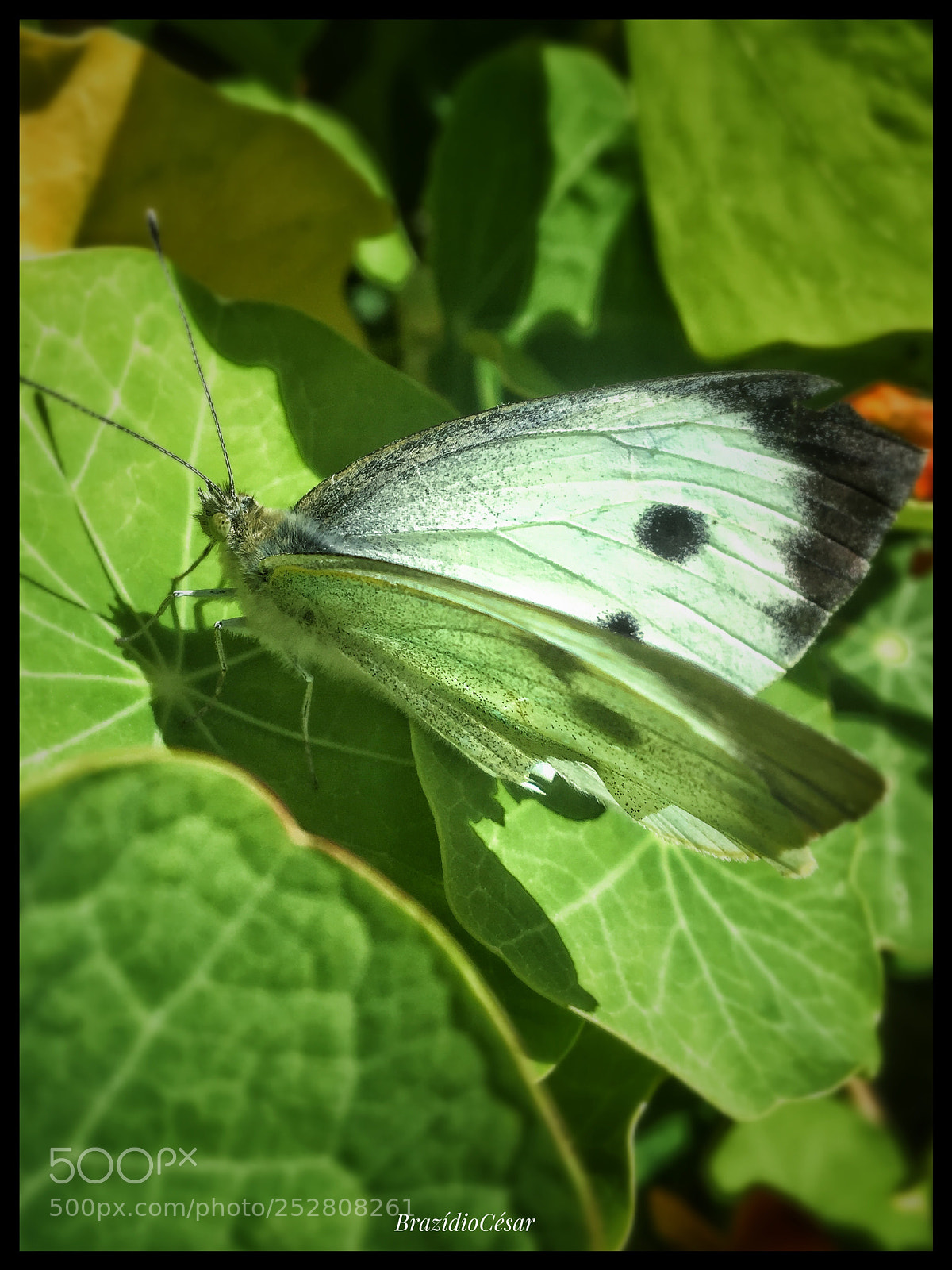 Apple iPhone 6s sample photo. Untitled photography