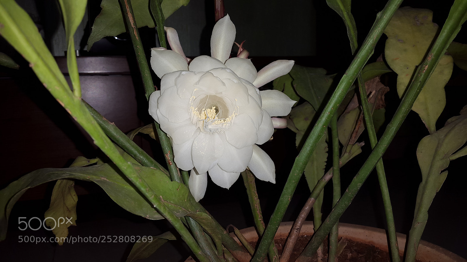 Samsung Galaxy S5 sample photo. Lotus photography